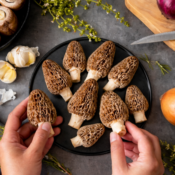 Morel Mushroom
